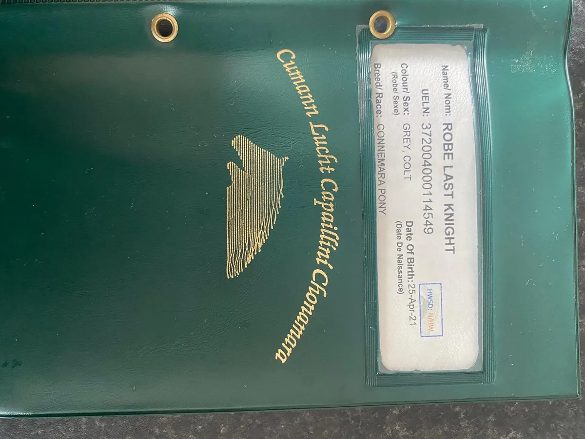 Connemara pony - Image 2