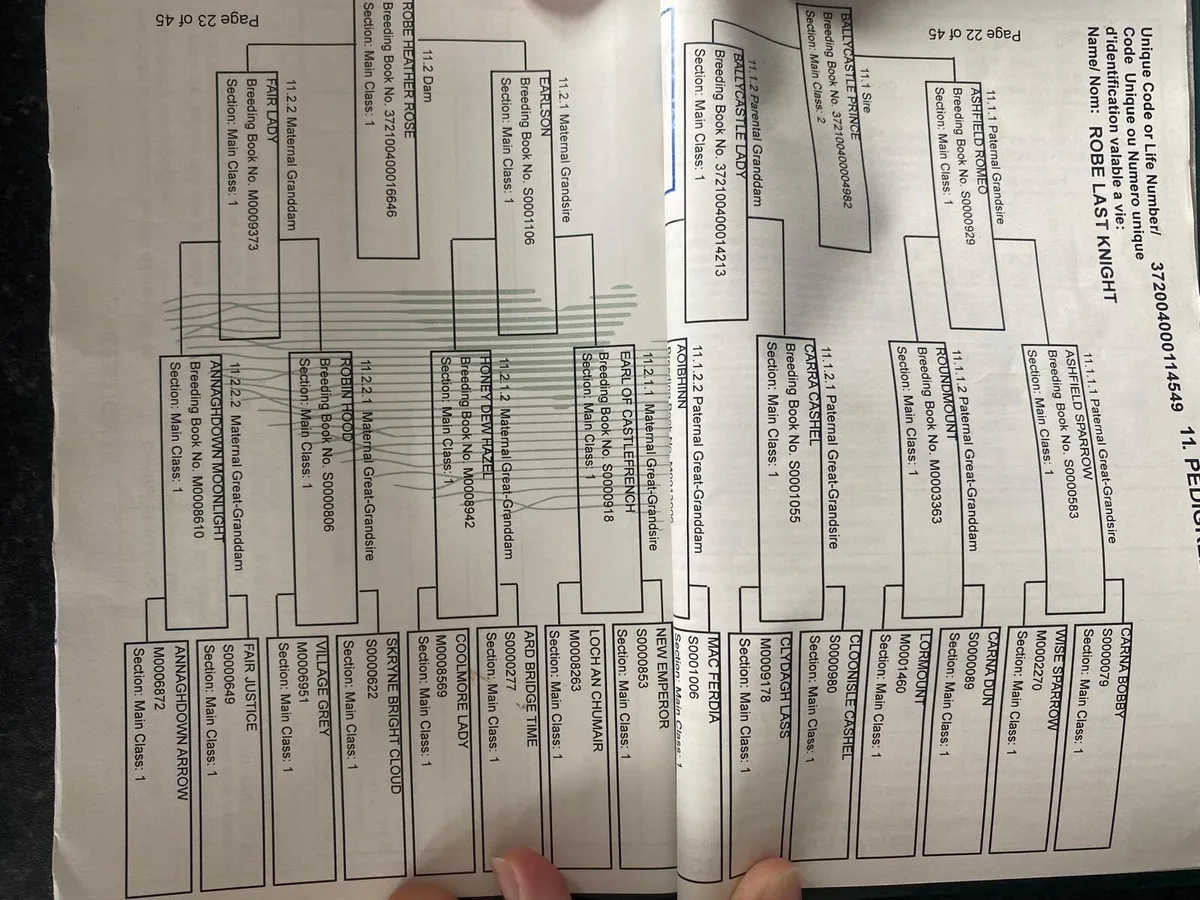 Connemara pony - Image 3