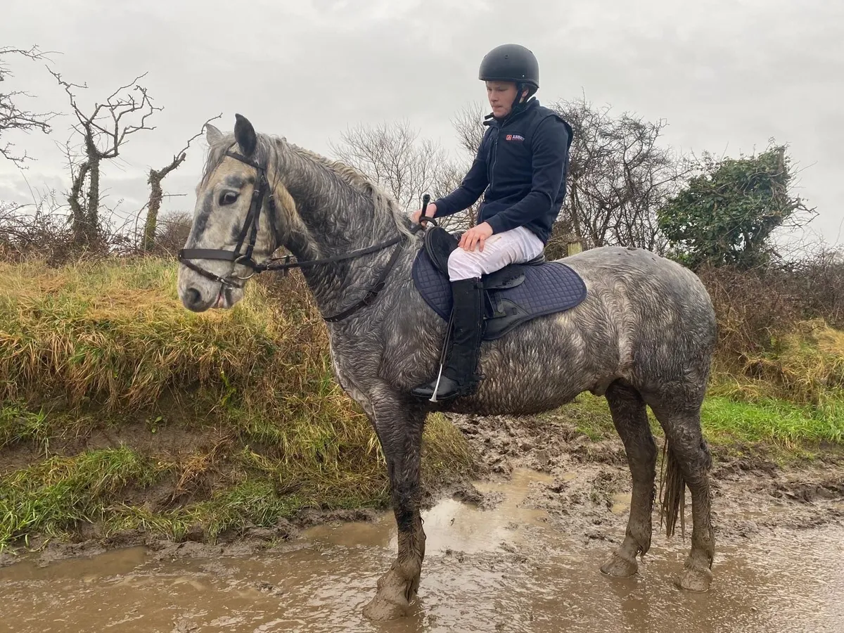 Connemara pony - Image 4