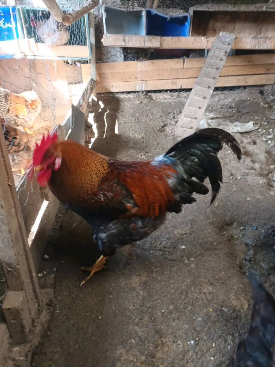 Roosters - Image 1