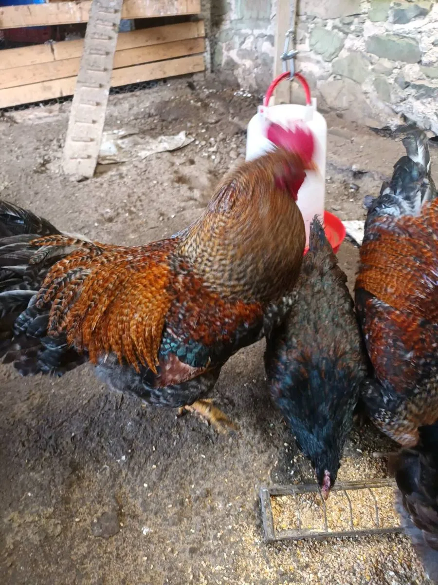 Roosters - Image 2