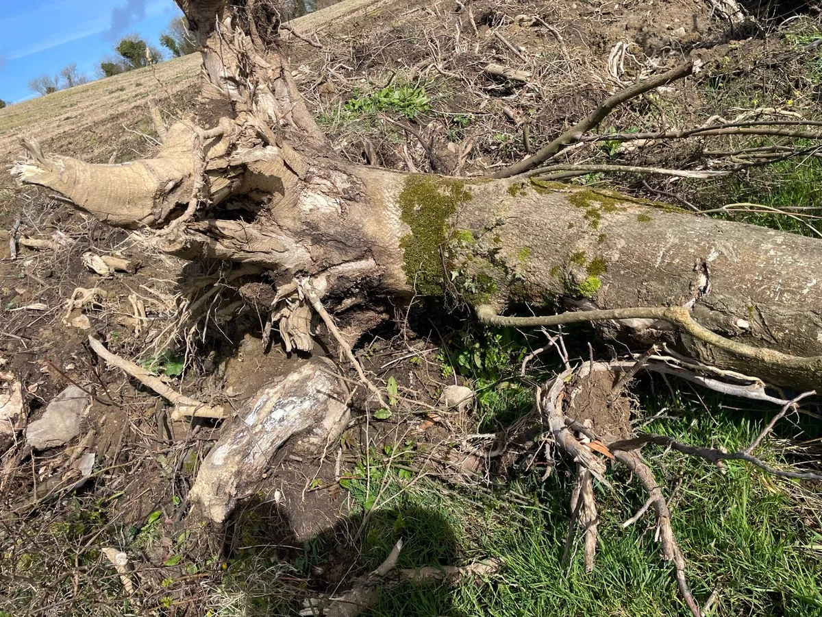 Ash tree hurley butts - Image 1