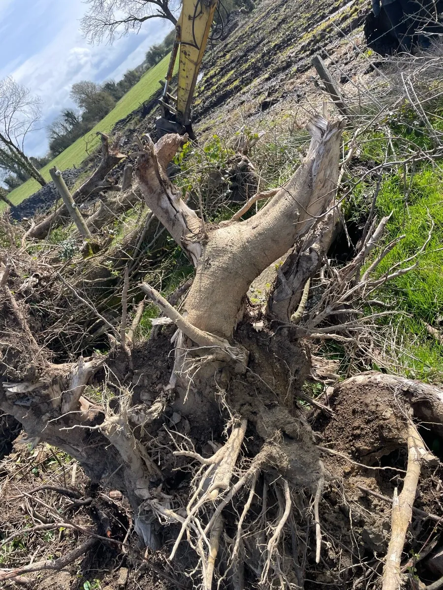 Ash tree hurley butts - Image 2