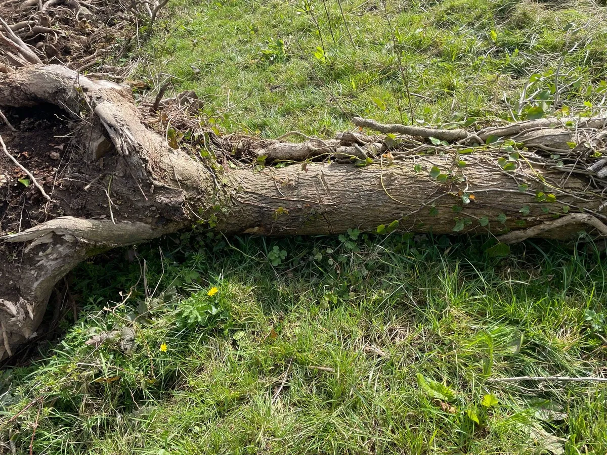 Ash tree hurley butts - Image 3