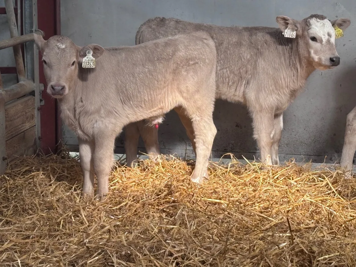 5 top quality Charlaois calves for sale - Image 1