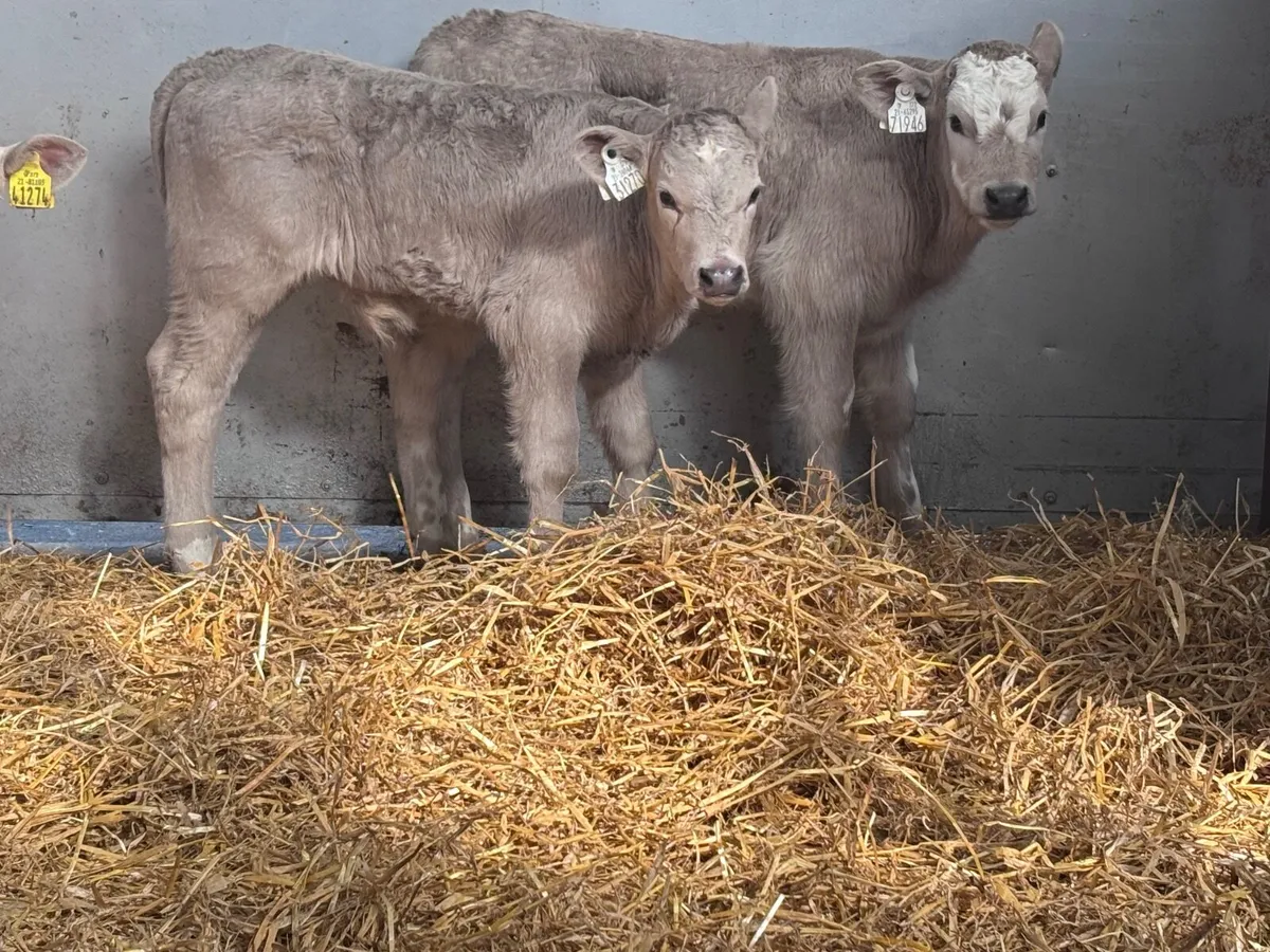 5 top quality Charlaois calves for sale - Image 4