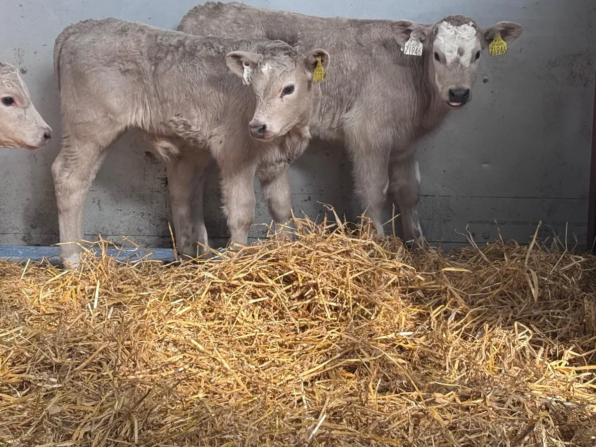 5 top quality Charlaois calves for sale - Image 2