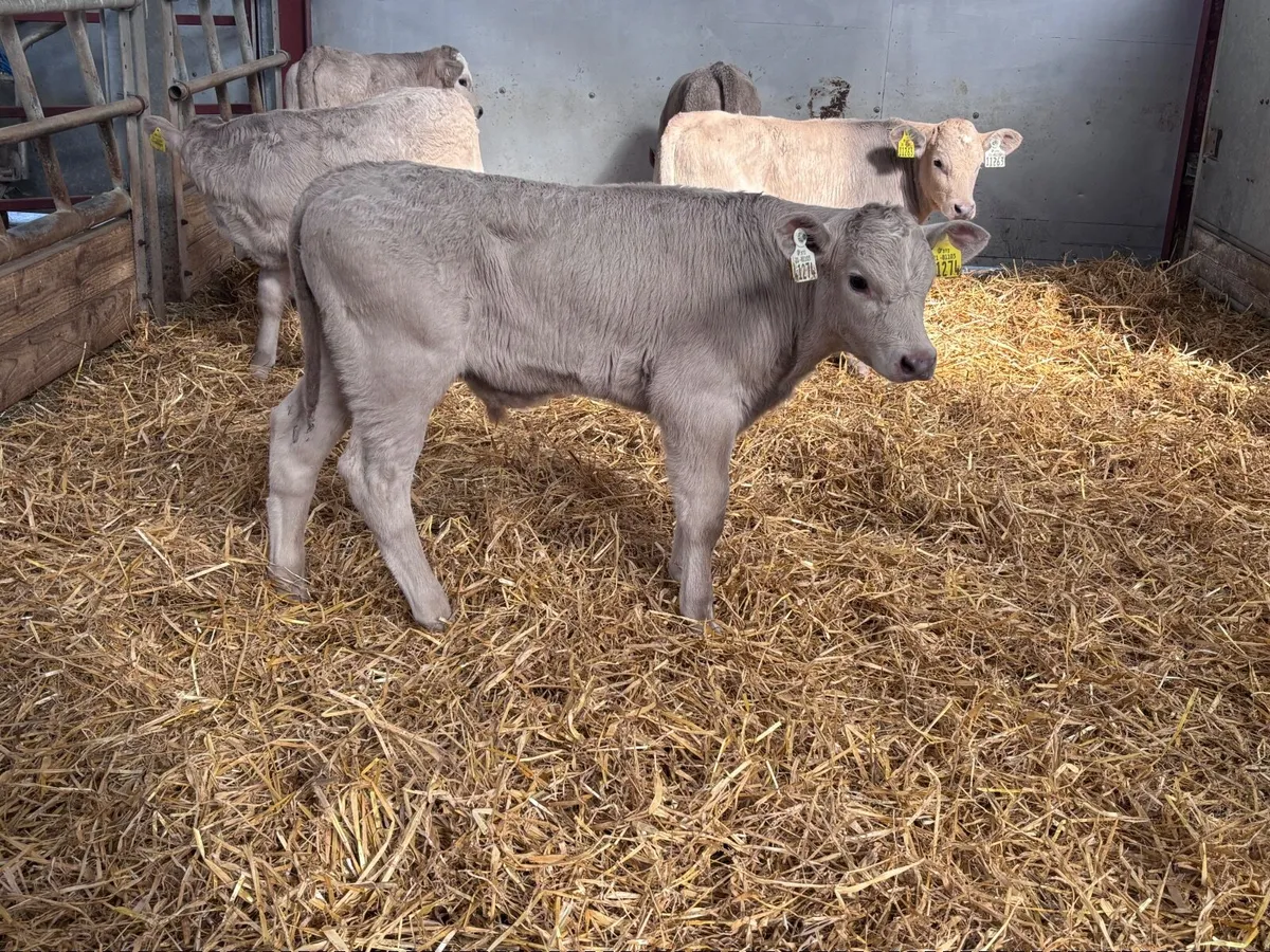 5 top quality Charlaois calves for sale - Image 3