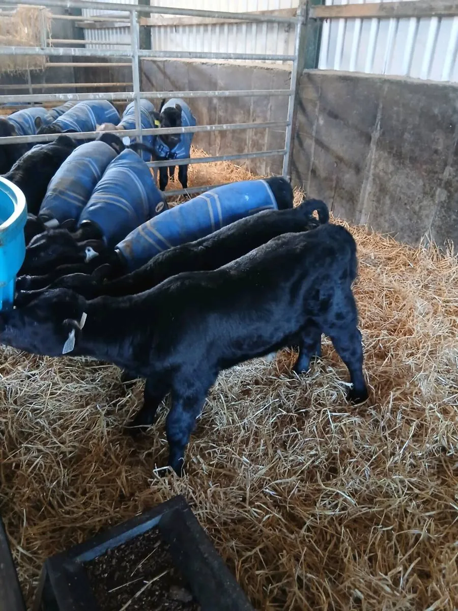 Angus Calves - Image 1