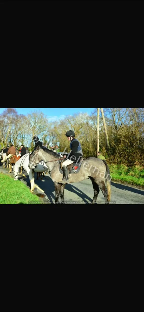 4 year old gelding - Image 1