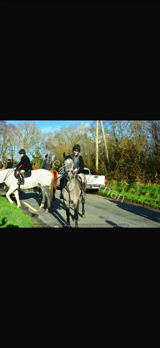 4 year old gelding - Image 2