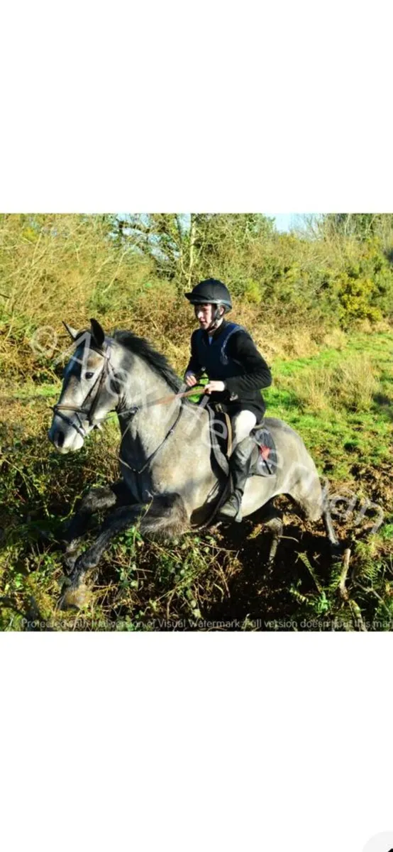 4 year old gelding - Image 4