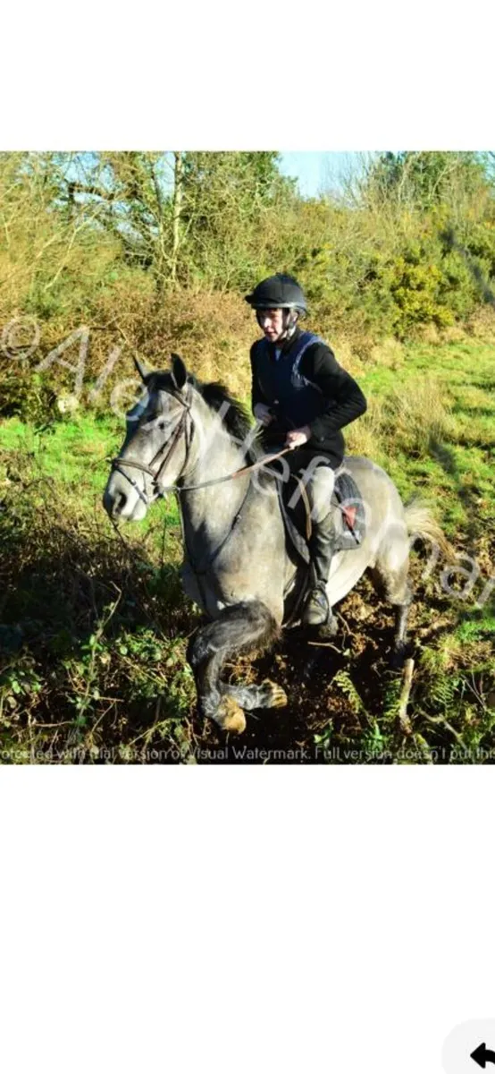 4 year old gelding - Image 3