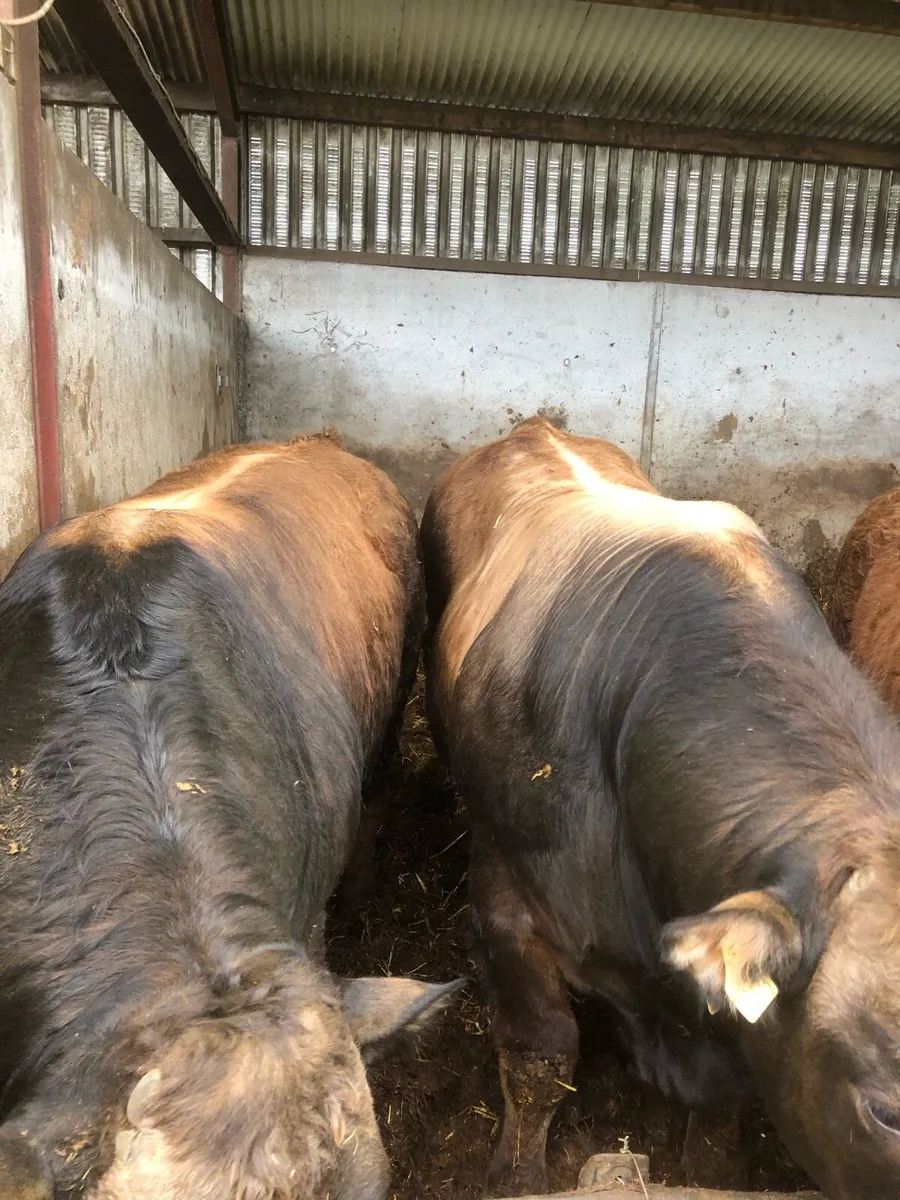 Beef Bulls - Image 4