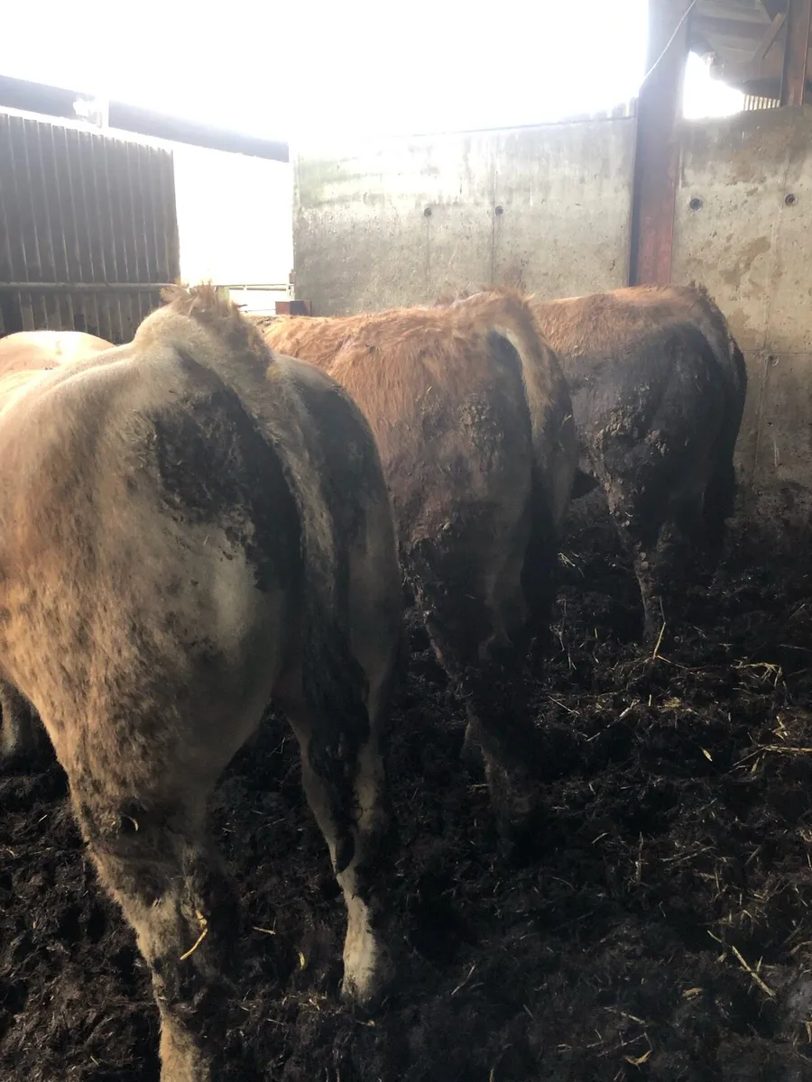 Beef Bulls - Image 1