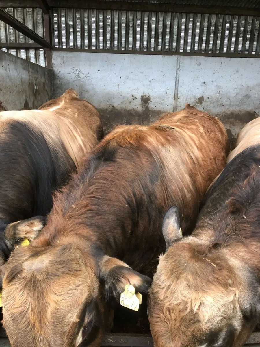 Beef Bulls - Image 2