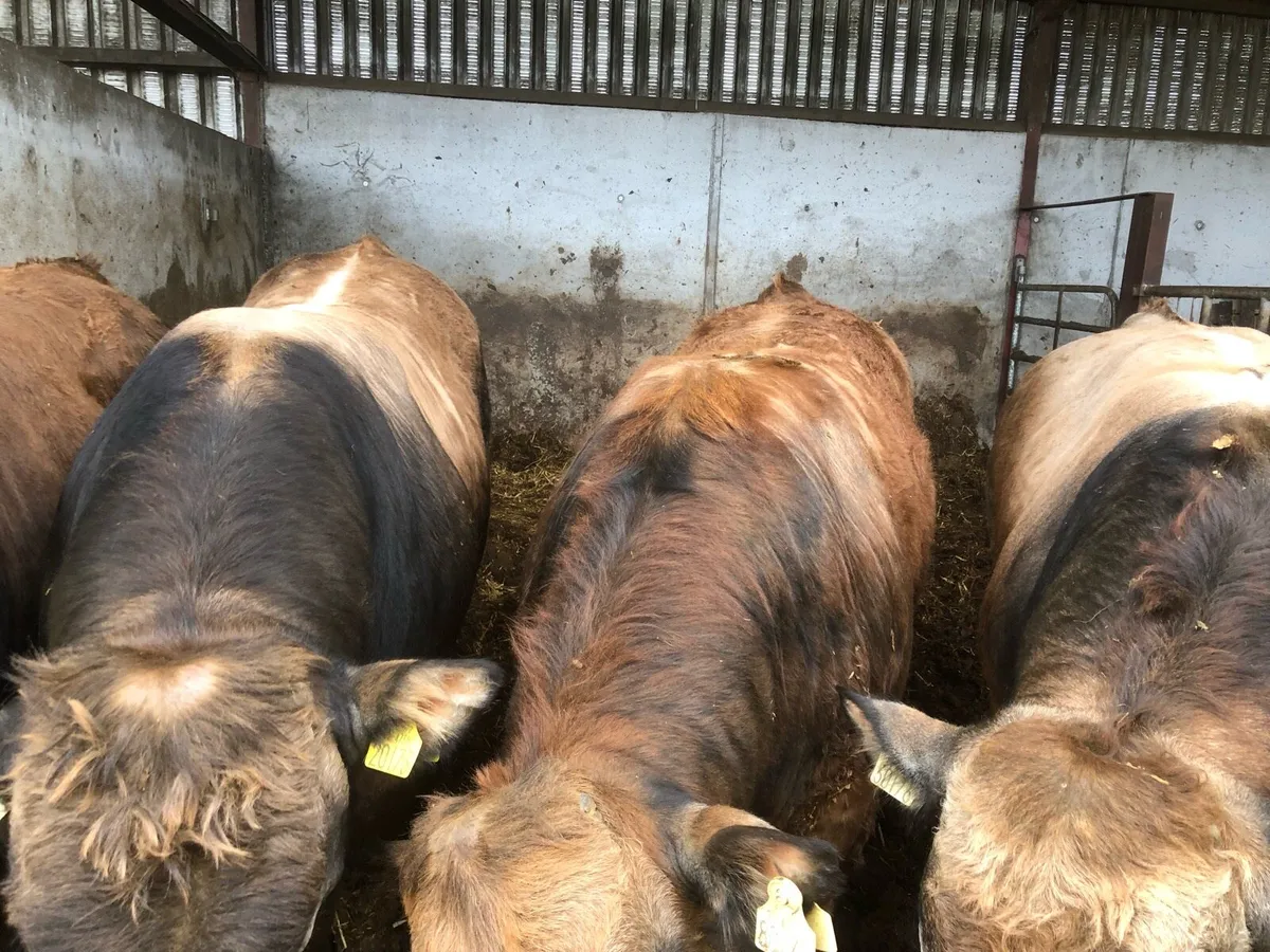 Beef Bulls - Image 3