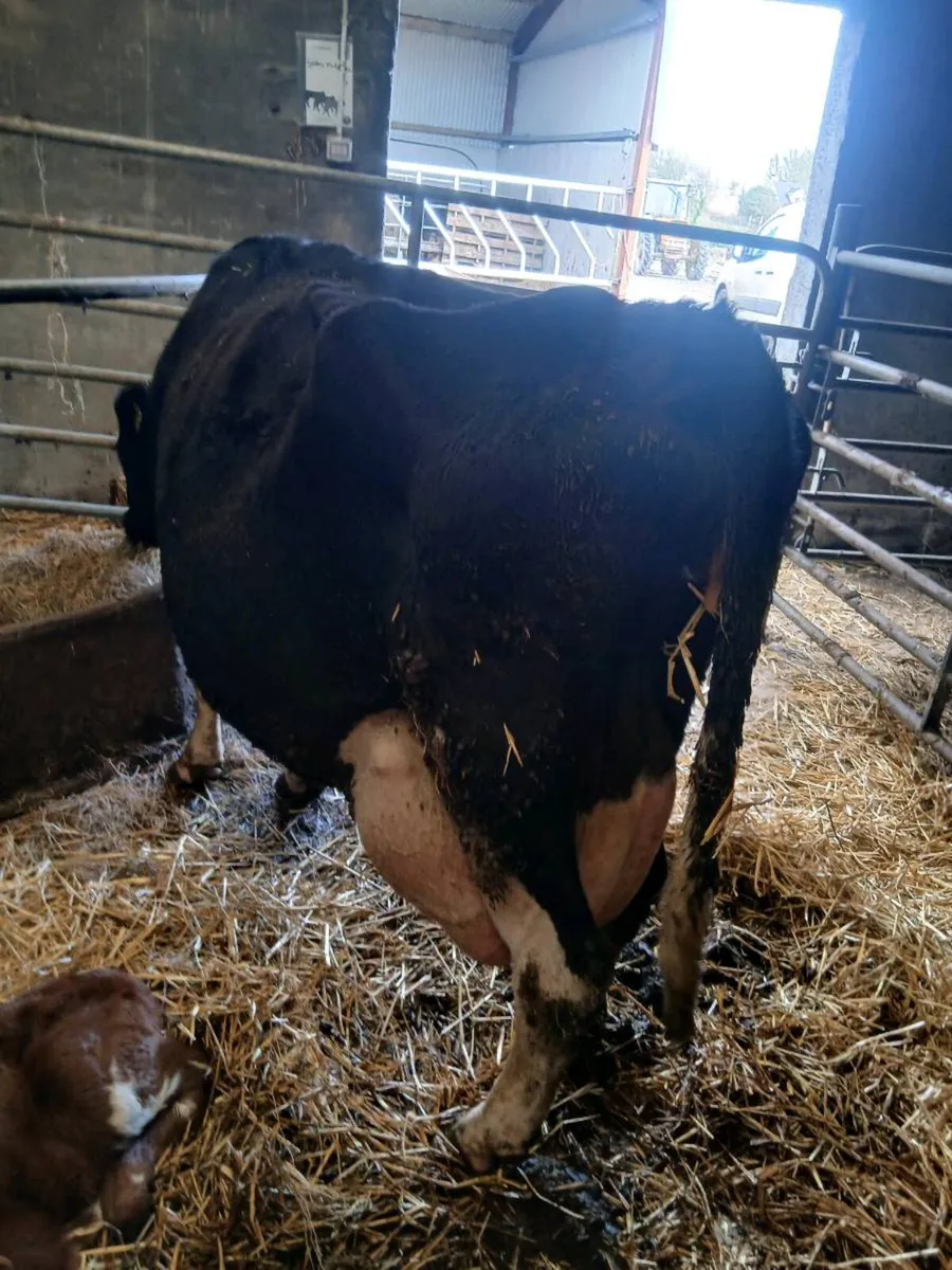 Cow - Image 1