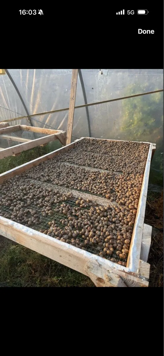 Snail Farm Equipment - Image 1