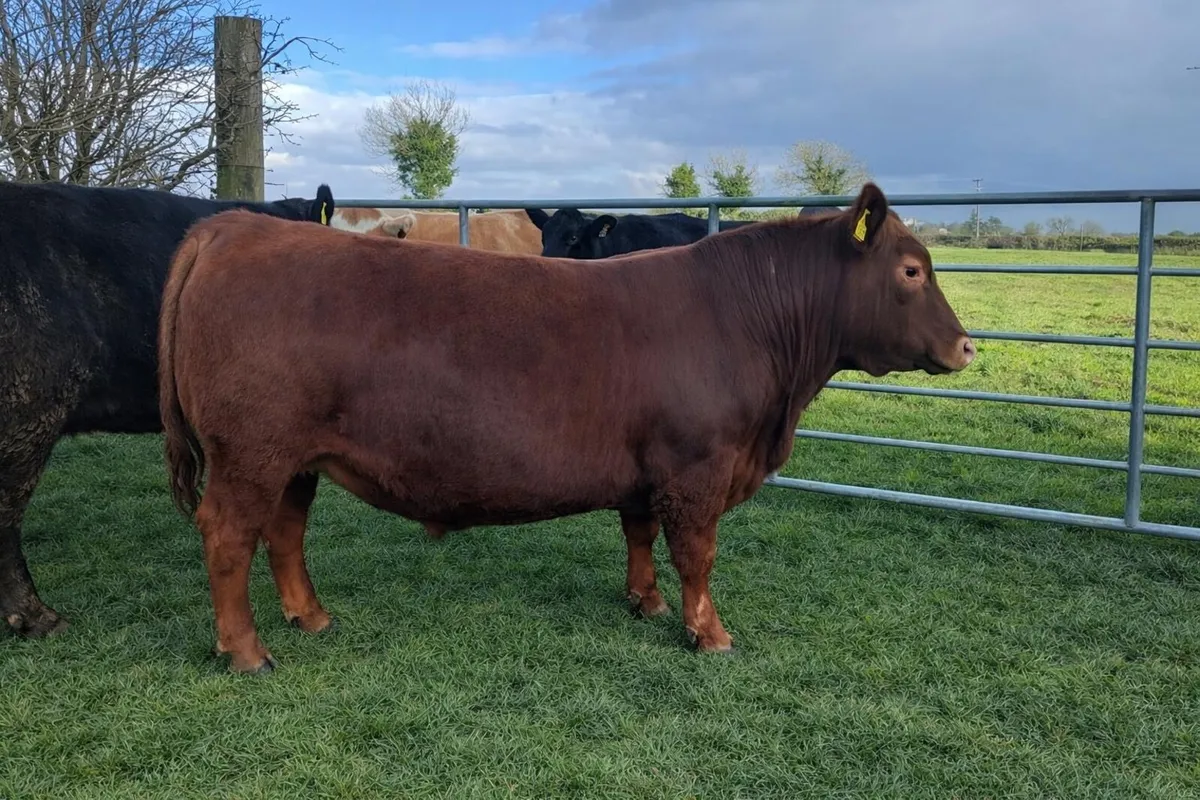 Aberdeen Angus bulls - Image 2