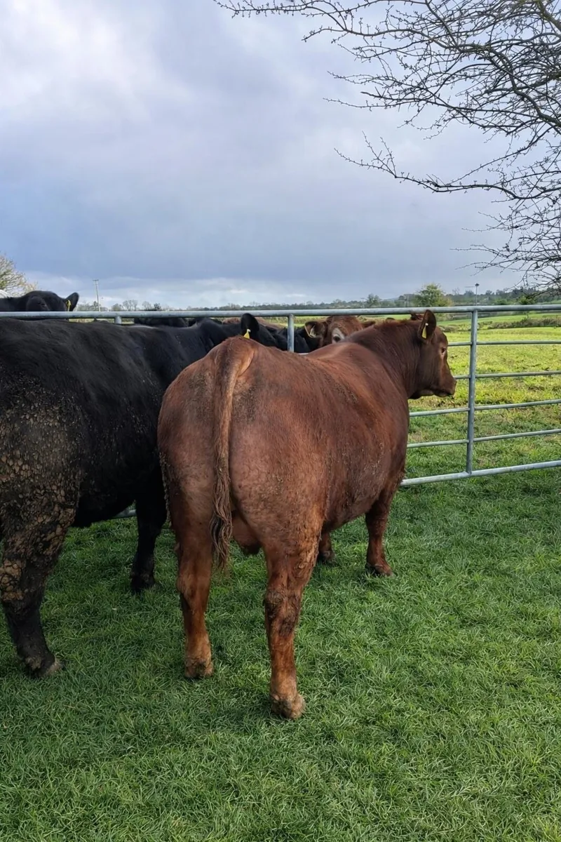 Aberdeen Angus bulls - Image 3