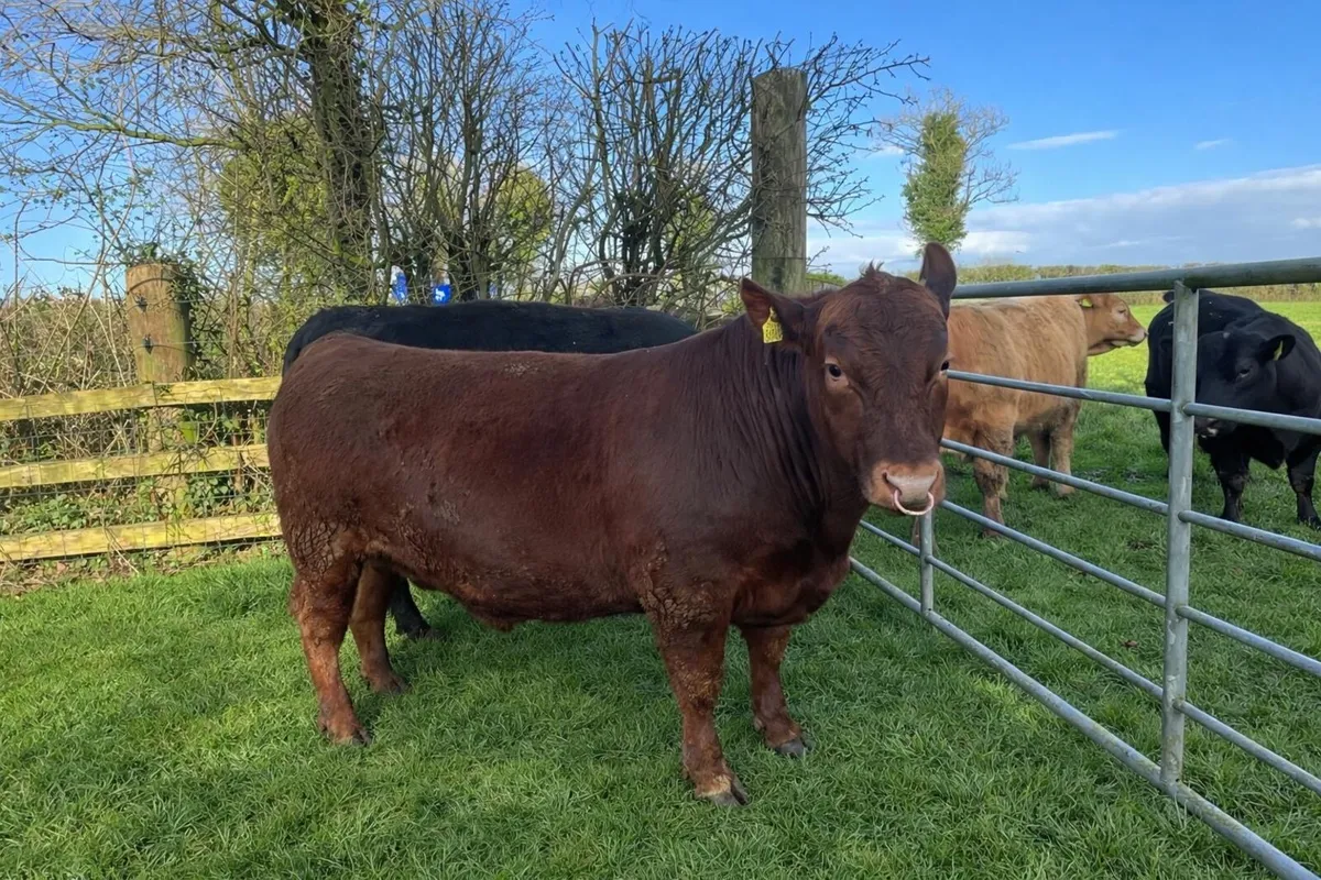 Aberdeen Angus bulls - Image 1