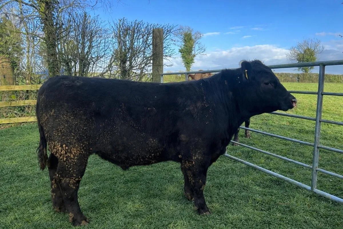 Aberdeen Angus bulls - Image 4