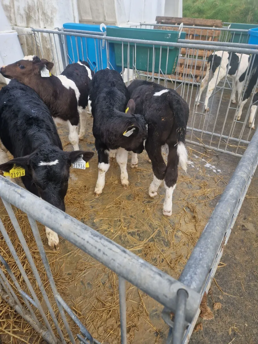 6 Fr bull calves - Image 4