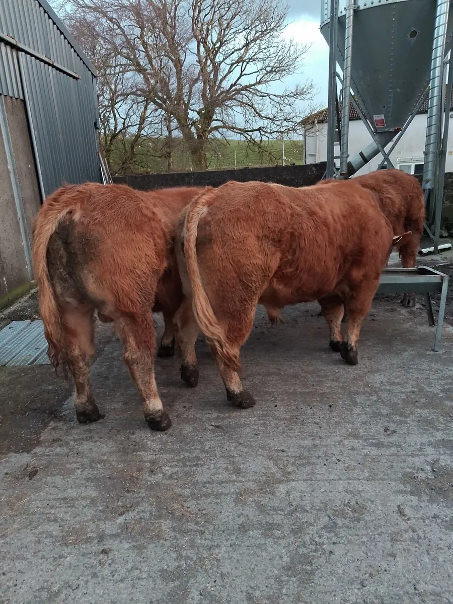 Breeding Bulls, In-calf Cow and Yearlings M&F - Image 1