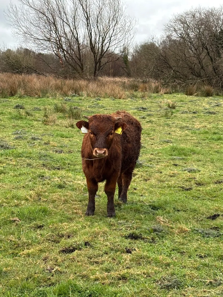 Dexter bullock - Image 2