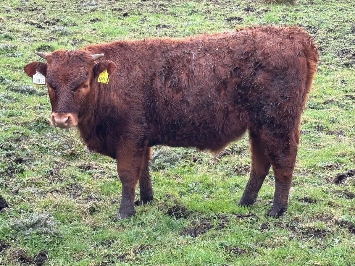 Dexter bullock - Image 3