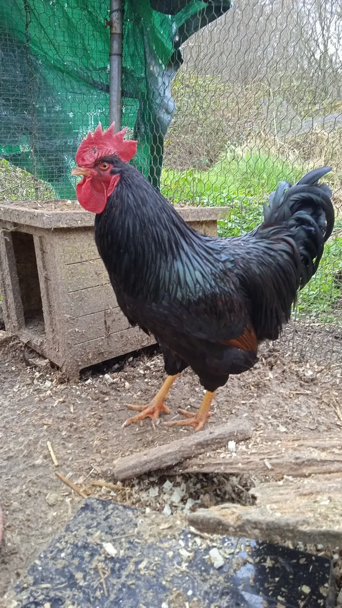 Gorgeous Gold Laced Barnvelder Rooster - Image 3