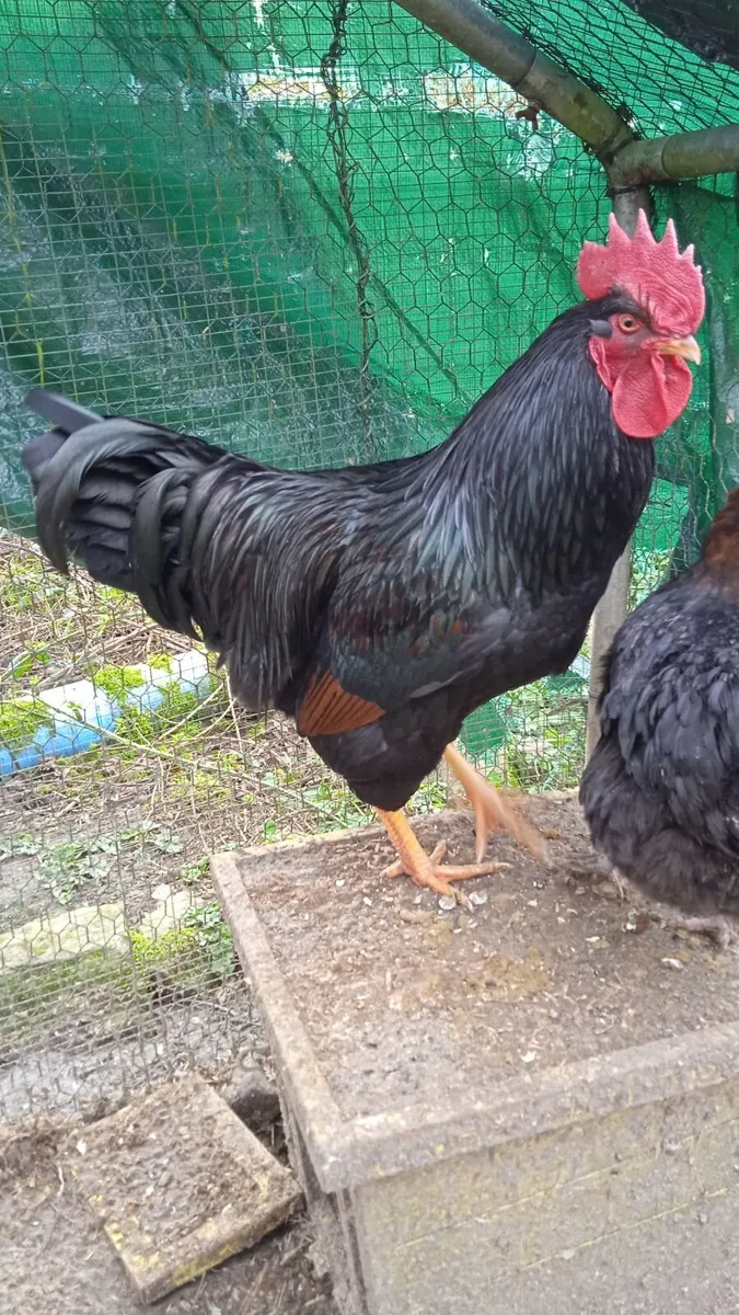 Gorgeous Gold Laced Barnvelder Rooster - Image 4