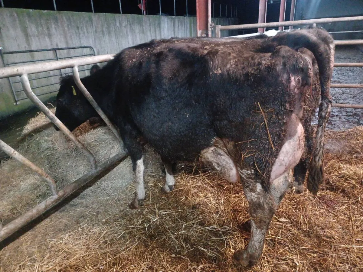 Freshly calved 2nd calve cow - Image 3