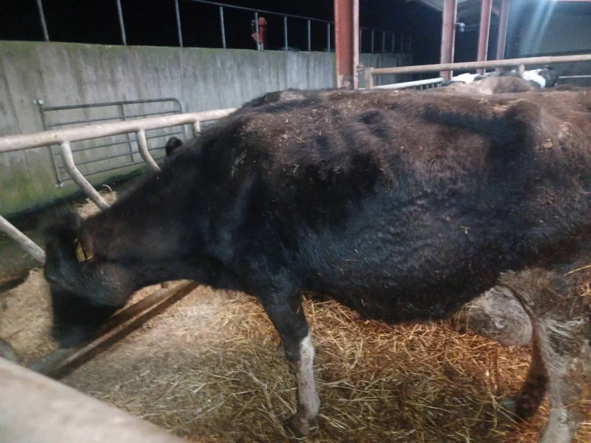 Freshly calved 2nd calve cow - Image 4