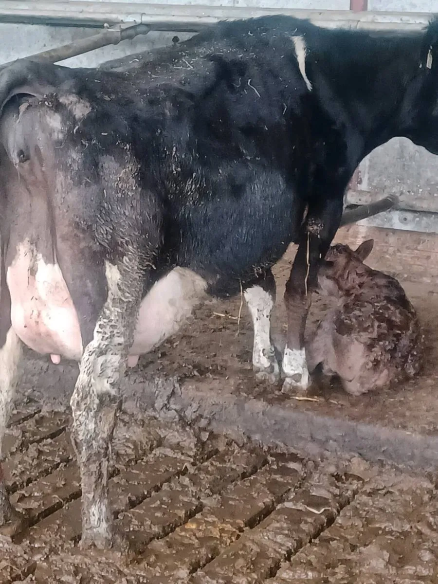 Freshly calved 2nd calve cow - Image 1