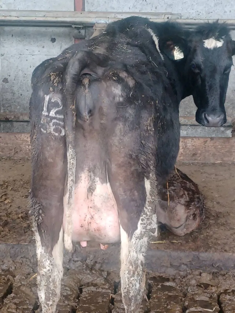 Freshly calved 2nd calve cow - Image 2