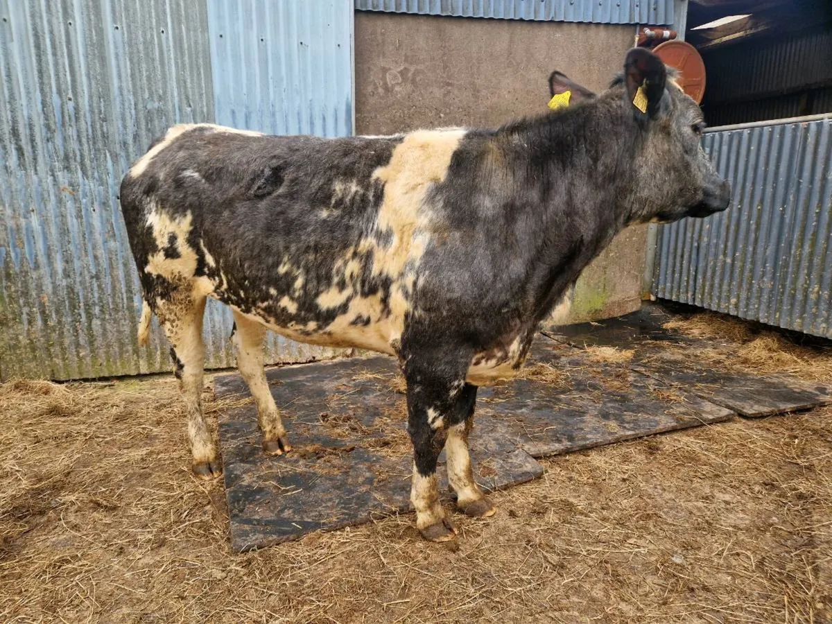 Breeding Heifer 5 star genotype - Image 1