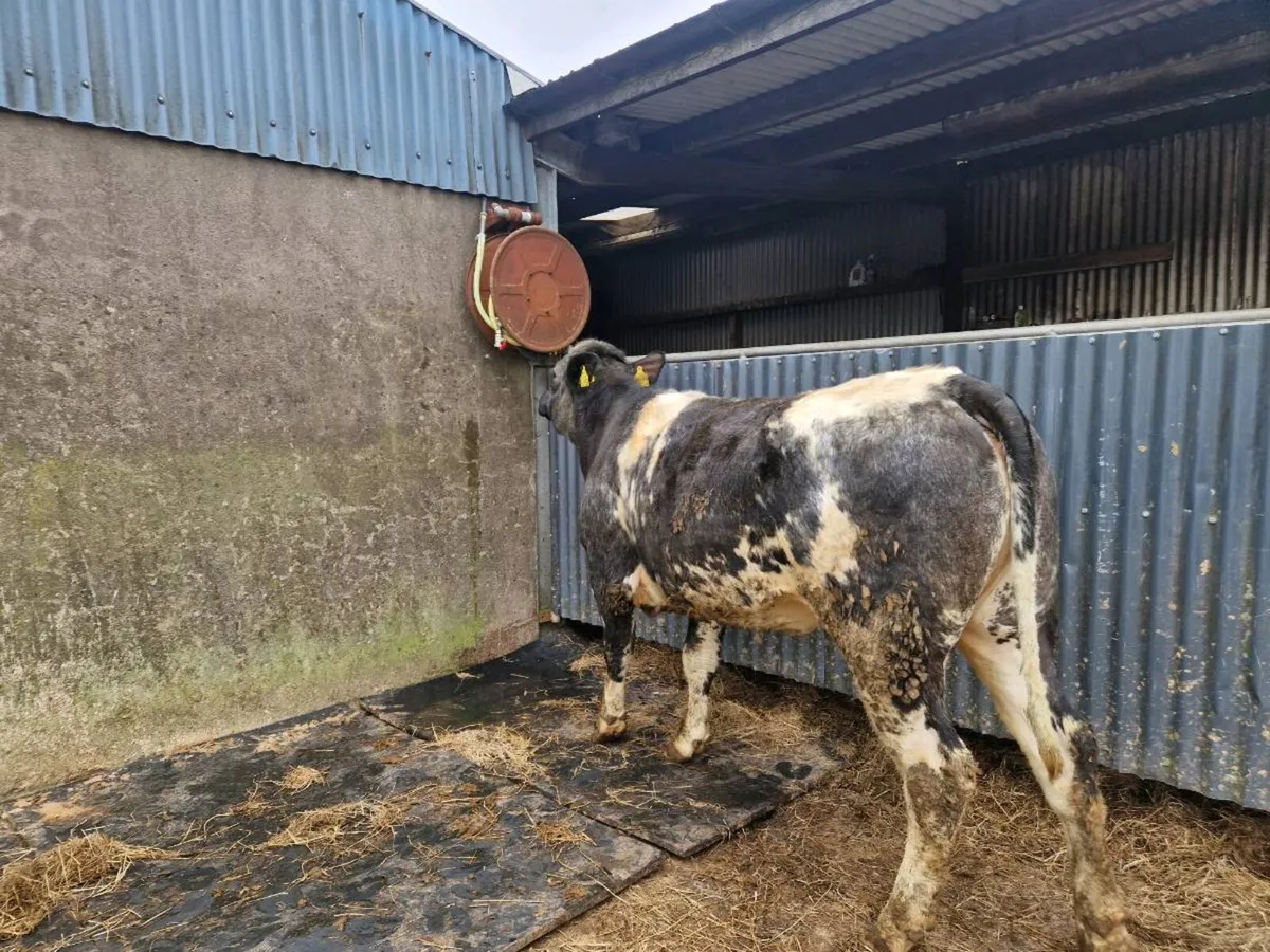 Breeding Heifer 5 star genotype - Image 4