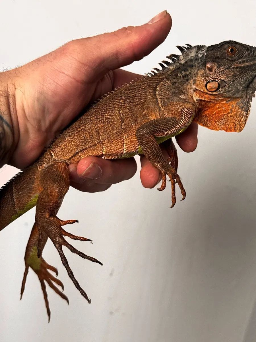 Red Iguana - Image 3