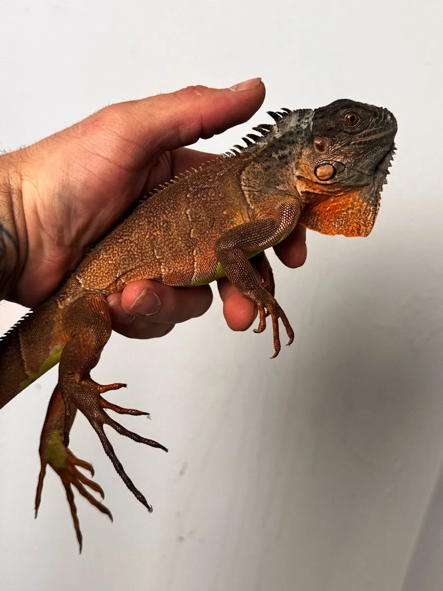 Red Iguana - Image 2