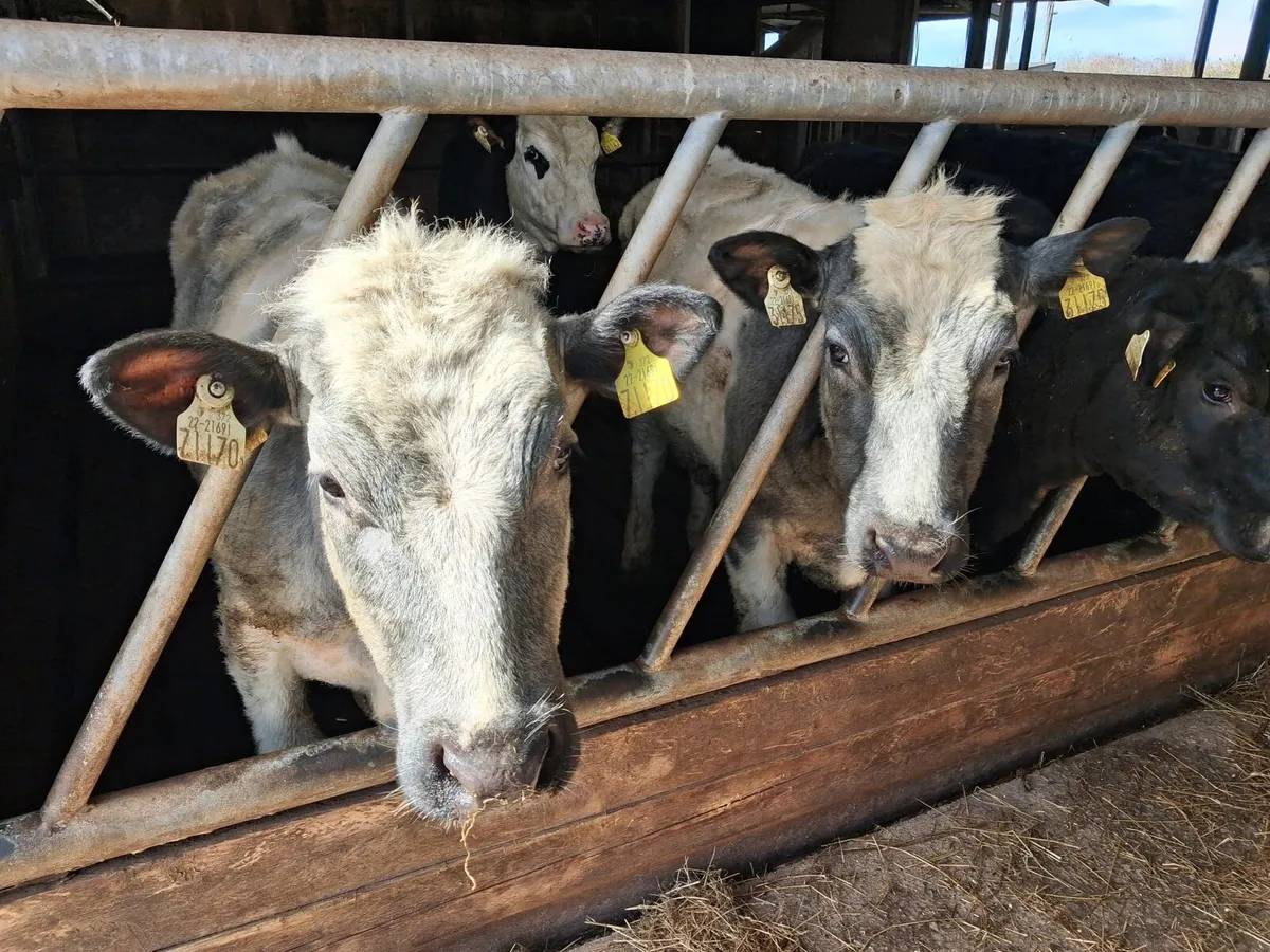 Fresian X yearlings - Image 1