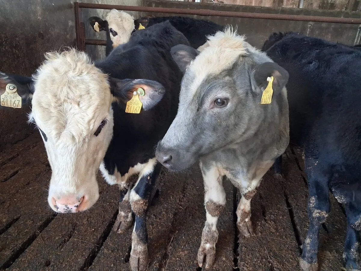 Fresian X yearlings - Image 2