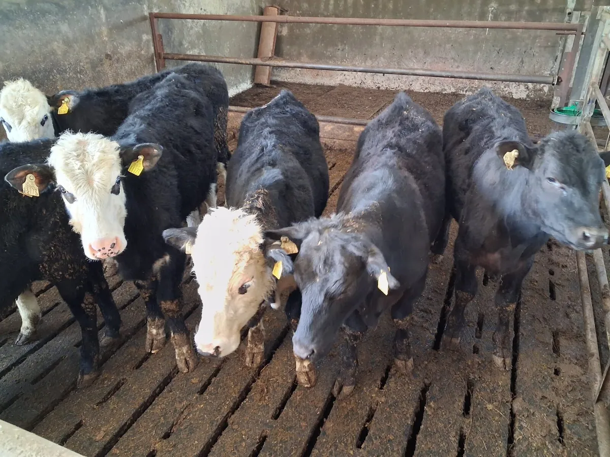 Fresian X yearlings - Image 3