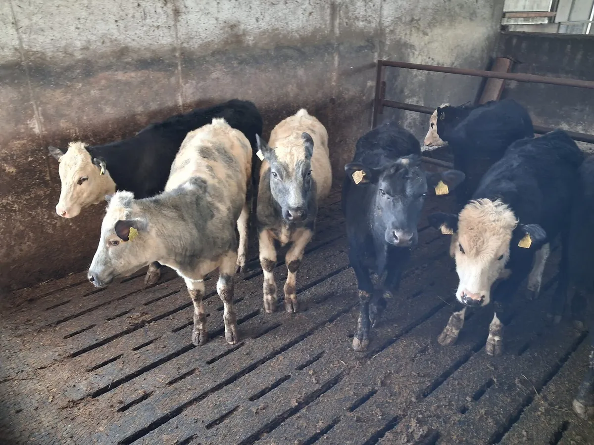 Fresian X yearlings - Image 4