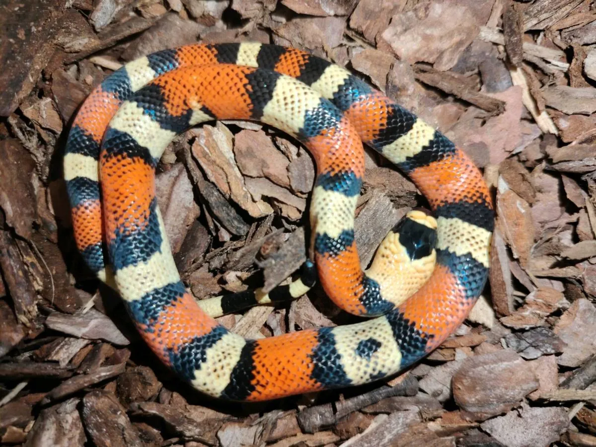 Milk Snake