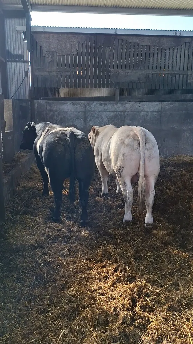 Charolais & Belgian Blue Bulls - Image 1
