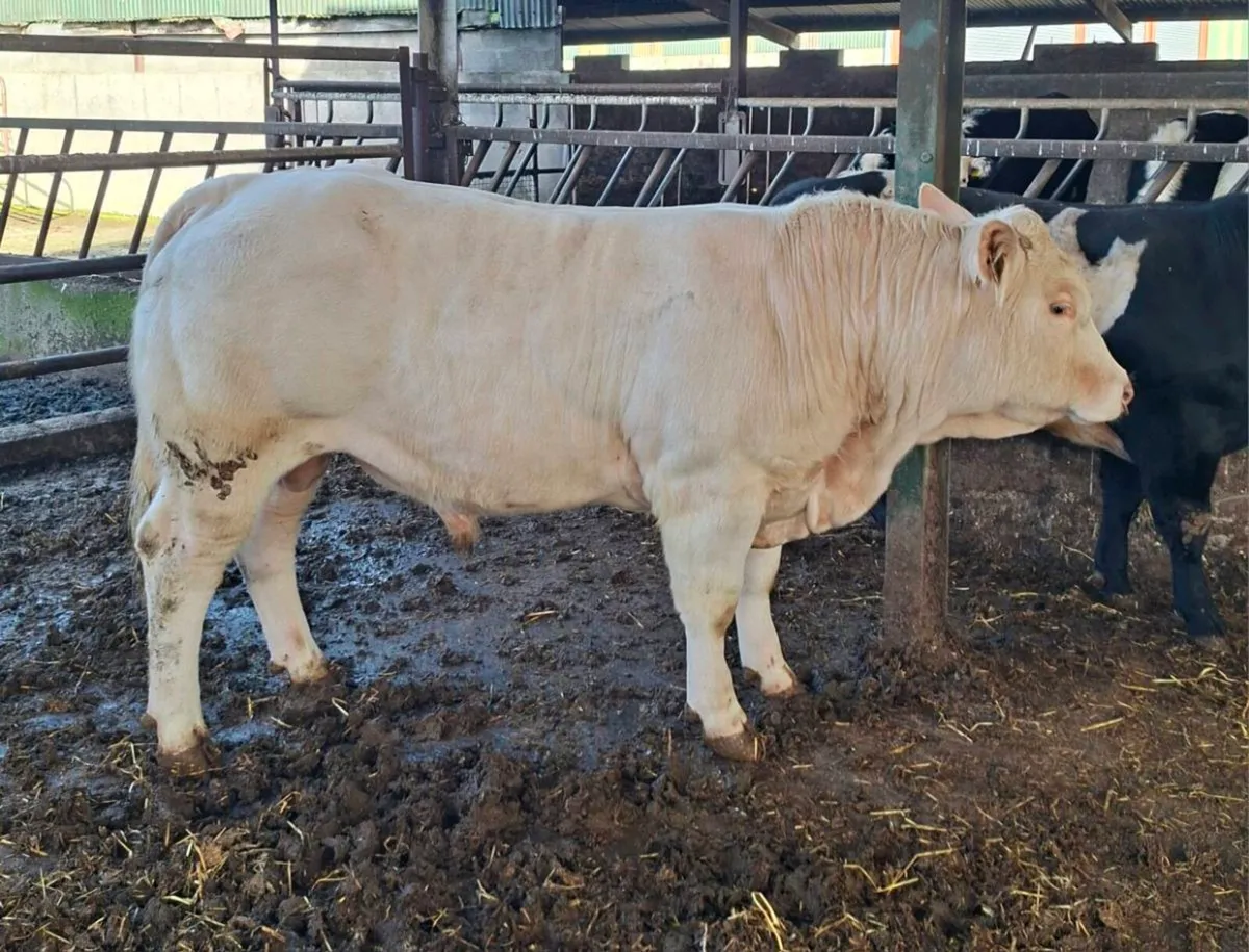 Charolais & Belgian Blue Bulls - Image 2