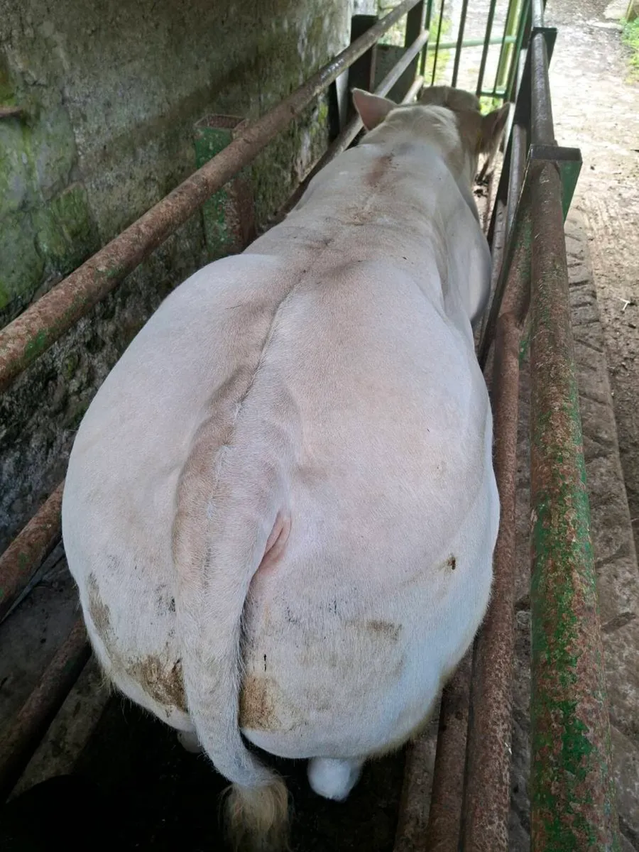 Charolais & Belgian Blue Bulls - Image 3