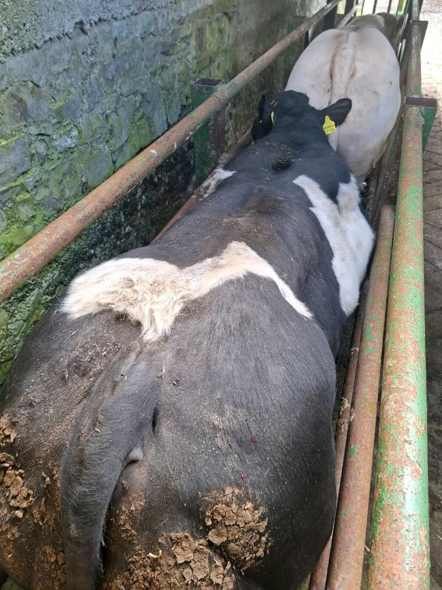 Charolais & Belgian Blue Bulls - Image 4